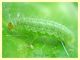 larva licenide su Onopordum acanthium cf. - Anzio 25.3.2012 - (3).JPG