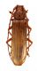 Comb3520cr-9zL3.jpg