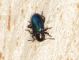 Pachnephorus corinthius varietà hipponensis e.jpg