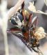 IMG_6791 Asilidae forum.jpg