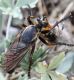 IMG_6793 Asilidae forum.jpg