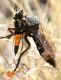 IMG_6814 Asilidae forum.jpg