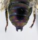O. viridana2FEI.jpg