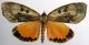 noctuidae1.jpg