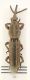 Rhinopteryx foveipennis 2_pro web.jpg