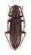 Comb3573cr-21zL6.jpg