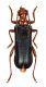 Comb3562acr-15zL6.jpg