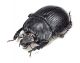 Comb3570cr-39zL6.jpg