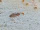 Embidopsocus enderleini e.jpg