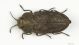 Anthaxia IMG_0180 C#00012.JPG