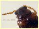 prob. Gyrophaena sp. 1,8 mm. - Anzio 22.1.2022 - (4).JPG
