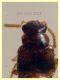 prob. Gyrophaena sp. 1,8 mm. - Anzio 22.1.2022 - (3).JPG