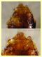 prob. Gyrophaena sp. 1,8 mm. - Anzio 22.1.2022 - (7).JPG
