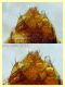 prob. Gyrophaena sp. 1,8 mm. - Anzio 22.1.2022 - (9).JPG
