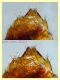 prob. Gyrophaena sp. 1,8 mm. - Anzio 22.1.2022 - (8).JPG