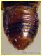 prob. Gyrophaena sp. 1,8 mm. - Anzio 22.1.2022 - (6).JPG