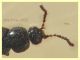 Trichophya pilicornis 3,2 mm - Anzio 22.1.2022 - (1).JPG