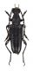 Comb3587cr-43zL6.jpg
