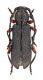 Comb3585cr-53zL6.jpg