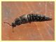 Trichophya pilicornis 3,2 mm -- (1).JPG