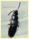 Trichophya pilicornis 3,2 mm -- (4).JPG