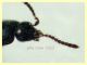 Trichophya pilicornis 3,2 mm -- (2).JPG
