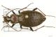 Carabus linnei IMG_0200 C#00019.JPG
