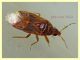 prob. Amphiareus obscuriceps circa 2 mm - Anzio 15.2.2022 - (4).JPG