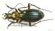 Carabus auronitens IMG_0201 C#00020.jpg