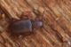 IMG_7011_Pleganophorus_bispinosus_s.jpg
