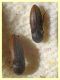 Agriotes brevis 8 mm. - Anzio 23.2.2022 - (3).JPG