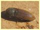 Agriotes brevis 8 mm. - Anzio 23.2.2022 - (1).JPG