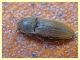 Agriotes brevis 8 mm. - Anzio 23.2.2022 - (4).JPG