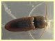 Agriotes brevis 8 mm. - Anzio 23.2.2022 - (6).JPG