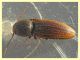 Agriotes brevis 8 mm. - Anzio 23.2.2022 - (7).JPG