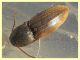 Agriotes brevis 8 mm. - Anzio 23.2.2022 - (5).JPG