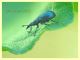 Aspidapion aeneum 3 mm. con rostro - e pianta ospite - (5).JPG