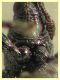 Aspidapion aeneum 3 mm. con rostro - e pianta ospite - Anzio 23.2.2022 - (6).JPG