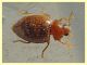 Rhyzobius chrysomeloides 2,6 mm. - Anzio 23.2.2022 - (1).JPG