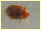 Rhyzobius chrysomeloides 2,6 mm. - Anzio 23.2.2022 - (2).JPG