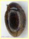Rhyzobius chrysomeloides 2,6 mm. - Anzio 23.2.2022 - (6).JPG