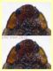 Rhyzobius chrysomeloides 2,6 mm. - Anzio 23.2.2022 - (7),,,.jpg