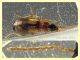 Philorhizus crucifer confusus - 3,8 mm. - Anzio 23.2.2022 - (6).JPG
