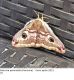 Saturnia femmina4cf074f2-2322-4270-b4e0-dd7909816c13.jpg