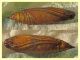 Crambidae 14 mm. - 10.3.2022 - (2).JPG