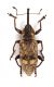 Comb3674cr-43zL6.jpg
