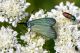 DSC_5332-2.jpg