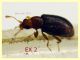 Melanophthalma 1,2 e 1,3 mm. - (4).JPG