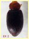 Melanophthalma 1,2 e 1,3 mm. - (3).JPG