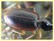 Bembidion o Ocydromus - Anzio - Tor Caldara - 17.3.2022 - (2).JPG